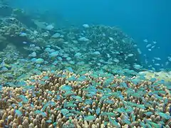 green chromis (Chromis viridis)