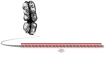 A chromosome unravelling into a long string of DNA, a section of which is highlighted as the gene