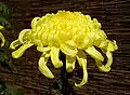 Chrysanthemum morifolium flower