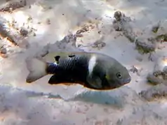 Twinspot damselfish (Chrysiptera biocellata)