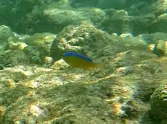 Young surge damselfish (Chrysiptera brownriggii)