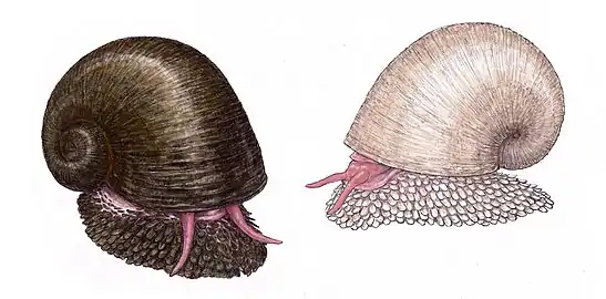 Two varieties of Scaly-foot gastropod