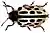 Chrysomela vigintipunctata