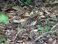 Camouflaged female on nest