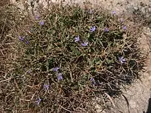 Cichorium spinosum (Asteraceae)