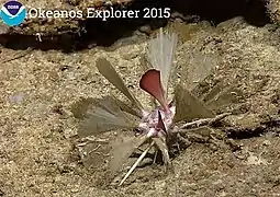 Cidaris blakei, abyssal Caribbean species