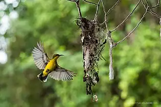 Cinnyris jugularis at Wakatobi Sulawesi, 2013