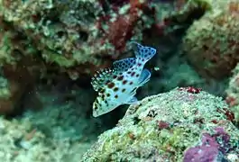 Coral hawkfish (Cirrhitichthys oxycephalus)