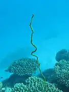 Black coral Cirrhipathes sp.