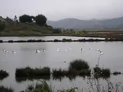 Swans in Cáhuil