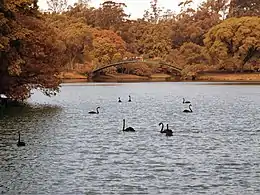 Black swan in the park