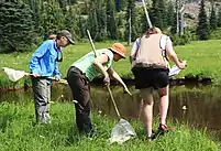 There are three people standing in tall grass with some white wildflowers in a forested area looking over at a small pond.  The person on the right is holding a notepad and pen, the other two people to the left are holding nets with long handles.  The person in the center with a net is leaned over the furthest and has one hand pointing at the pond. The image source said he spotted a frog, although the he frog is not visible in this image.