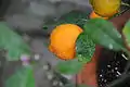 Citrus × limonia' - Rangpur, fruit and foliage
