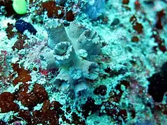 Cladopsammia gracilis