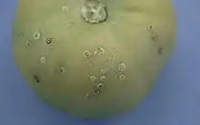 Symptoms of "Clavibacter michiganensis" on tomato