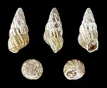Cochlicella acuta acuta (subadult)