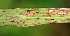Close-up shot of a leaf blade, resembling a blade of grass. Many very obvious dry, discolored spots show the leaf is unhealthy or dying.
