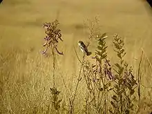 Cock-tailed tyrant, Canastra, Brazil
