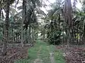 Coconut Garden(ತೆಂಗಿನ ತೋಟ)