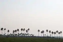 A Group of Coconut Trees seen near the Avaniapuram Water Reservoir