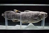 Coelacanth