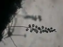 "Coemansia" sp. perhaps "C. electa"