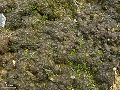 Collema bachmanianum