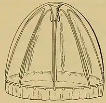 Illustration of "Colobonema sericeum"
