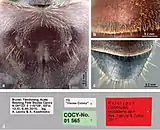 Colobopsis explodens worker. (a) vertex of major worker (paratype), (b) gastral tergite I, (c) gastral tergite IV of minor worker (holotype), (d) labels of holotype, minor worker.