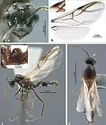 Colobopsis explodens male. (a) full-face view, (b) wings (c) lateral view, (d) dorsal view.