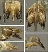 Colobopsis explodens male reproductive system and genitals. (a) dorsal, (b) ventral (c) lateral view, (d) left penis valve, (e) right volsella and gonostylus.