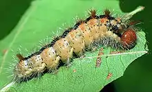 Larva