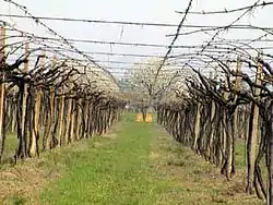 Vines in Colognola