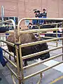 Ralphie IV is made available to the public during football season so they can take pictures and touch her. This picture taken on October 6, 2006, the day before she made her appearance at the game against the Baylor Bears which CU lost 34–31 in triple overtime.