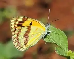 C. v. argillaceusIthala Game Reserve, South Africa