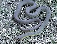 Adult eastern yellow-bellied racer, C. c. flaviventris