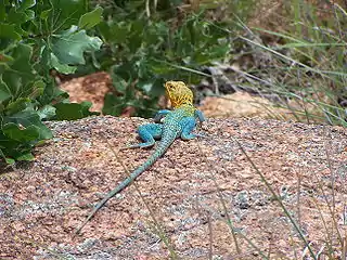 Male collared lizard, with blue-green body and yellow-brown head, at the Wichita Mountains Wildlife Refuge near Lawton, Oklahoma
