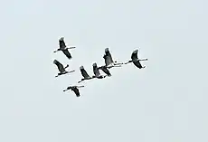 Flock in flight