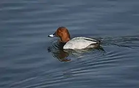 Male at Jamnagar, India
