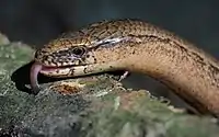 A slow worm.