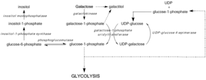 Pathways of galactose metabolism