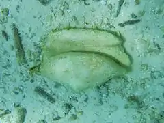 A conch of the family Strombidae