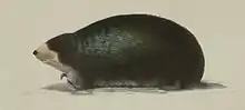 A drawing of the Congo golden mole which is a related species.