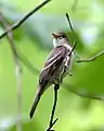Eastern wood pewee, has two crisp, pale wing bars and long primary projection