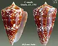 Conus amadis Gmelin, J.F., 1791