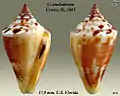 Conus anabathrum Crosse, H., 1865