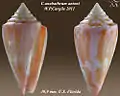 Conus anabathrum antoni W.  P.  Cargile 2011