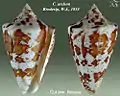 Conus archon Broderip, W.J., 1833