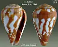 Conus bulbus Reeve, L.A., 1843
