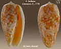 Conus bullatus Linnaeus, C., 1758
